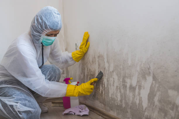 Best Residential Mold Removal  in Windsor, PA