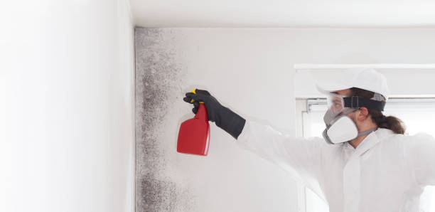 Best Local Mold Removal Service  in Windsor, PA